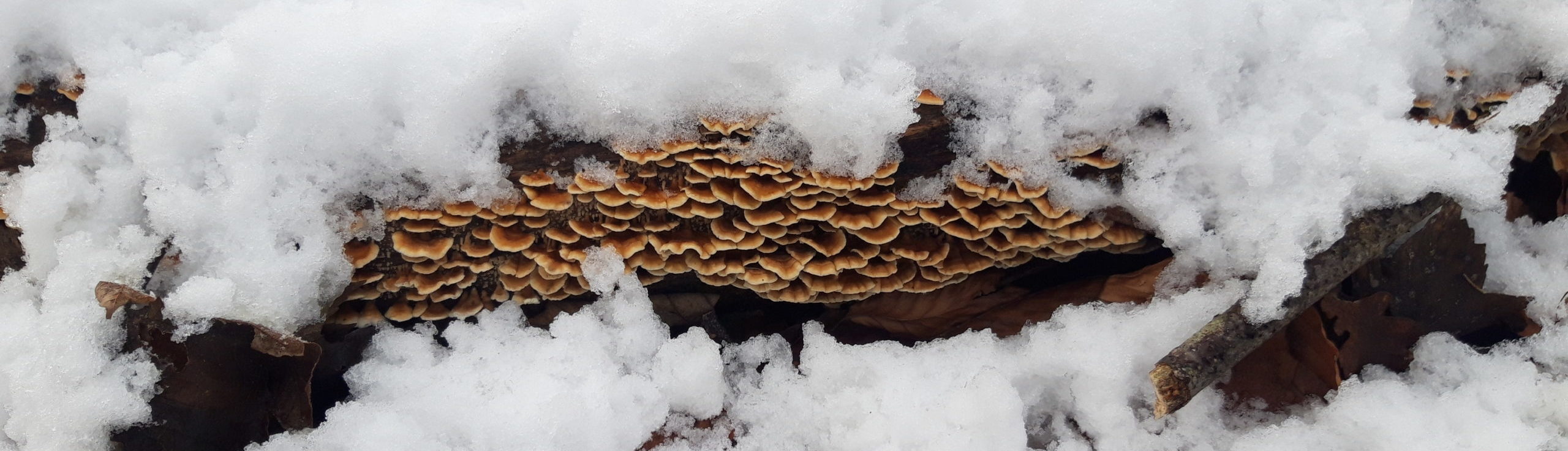 Pilze unter Schnee